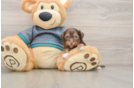 Fluffy Yorkie Poo Poodle Mix Pup
