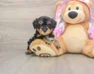 7 week old Yorkie Poo Puppy For Sale - Premier Pups