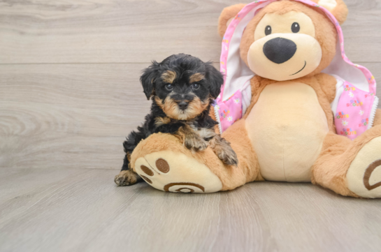 Best Yorkie Poo Baby