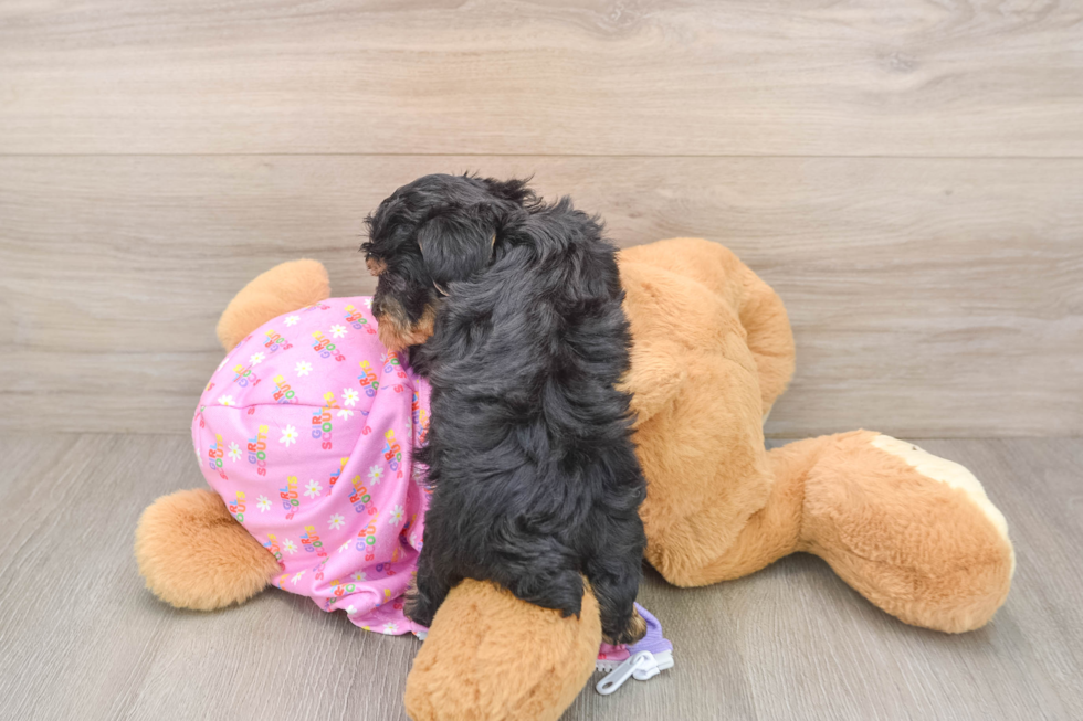 Best Yorkie Poo Baby