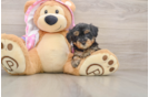 Small Yorkie Poo Baby