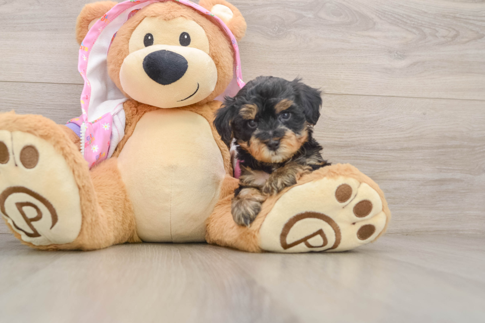 Small Yorkie Poo Baby