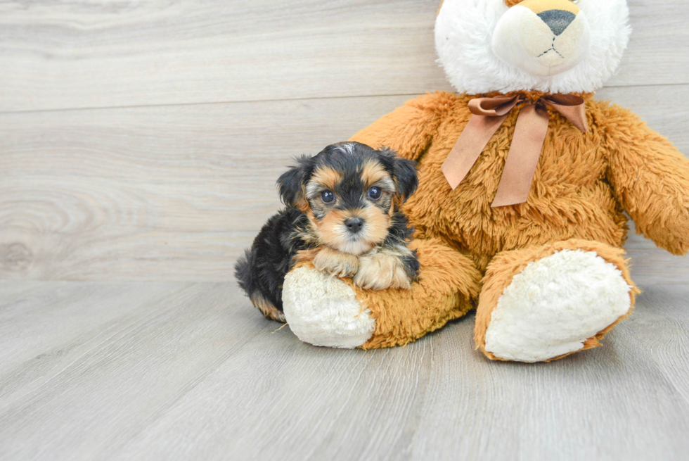 Cute Yorkie Poo Baby