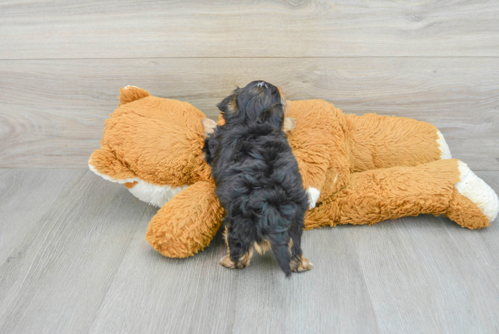 Playful Yorkie Doodle Poodle Mix Puppy