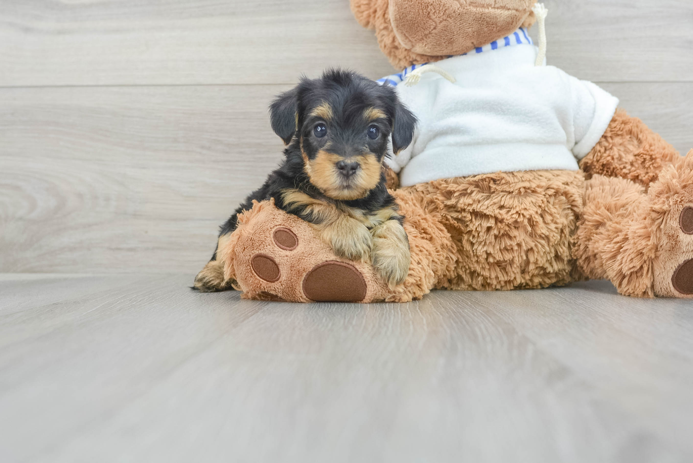 Best Yorkie Poo Baby