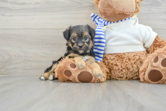 Popular Yorkie Poo Poodle Mix Pup