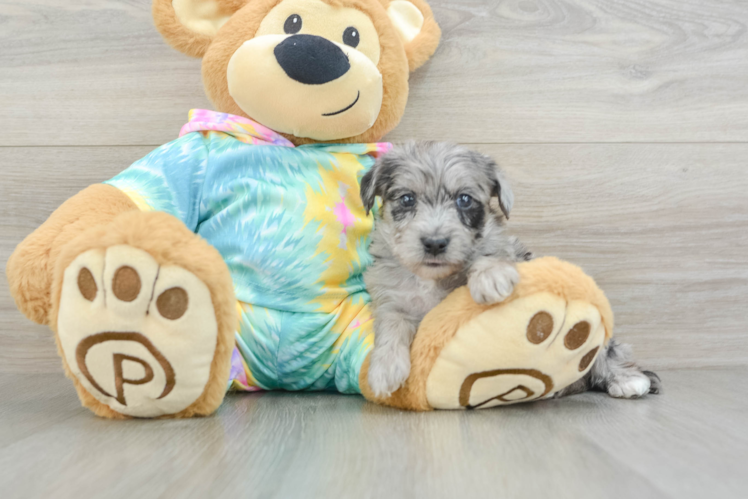 Popular Yorkie Poo Poodle Mix Pup