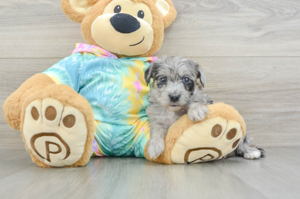 5 week old Yorkie Poo Puppy For Sale - Premier Pups