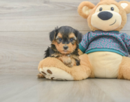 6 week old Yorkie Poo Puppy For Sale - Premier Pups