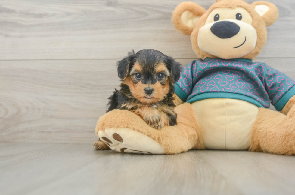 5 week old Yorkie Poo Puppy For Sale - Premier Pups