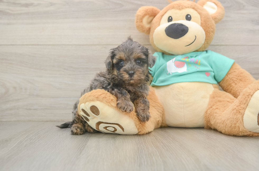 5 week old Yorkie Poo Puppy For Sale - Premier Pups