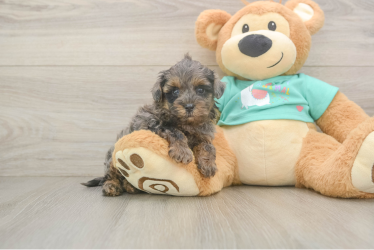 Meet Chase - our Yorkie Poo Puppy Photo  1/3 - Premier Pups Best Yorkie Poo Baby