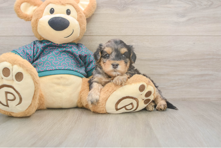 Energetic Yorkipoo Poodle Mix Puppy