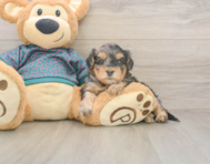 7 week old Yorkie Poo Puppy For Sale - Premier Pups