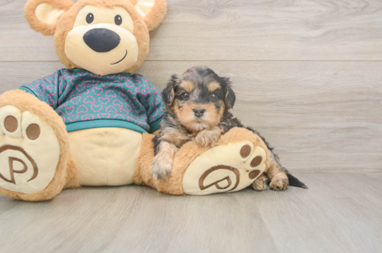 Energetic Yorkipoo Poodle Mix Puppy