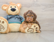 7 week old Yorkie Poo Puppy For Sale - Premier Pups