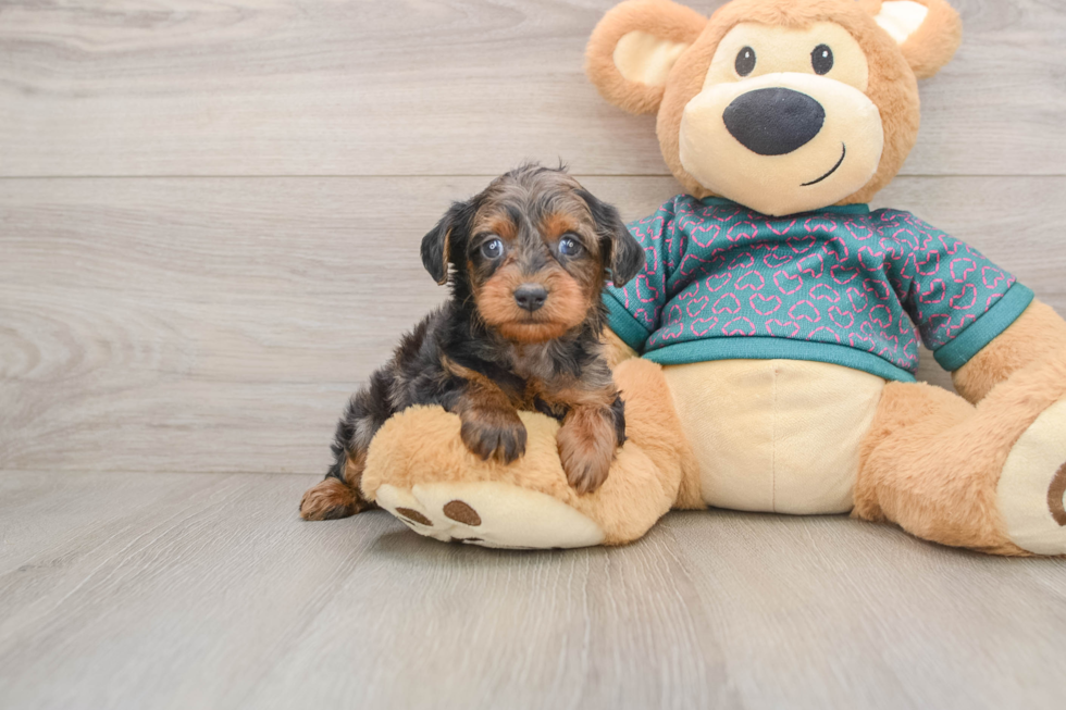 Yorkie Poo Puppy for Adoption