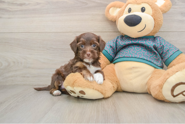 Yorkie Poo Pup Being Cute