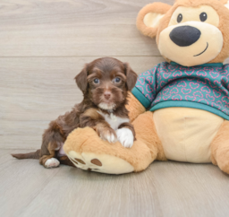 7 week old Yorkie Poo Puppy For Sale - Premier Pups