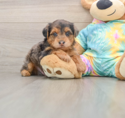 8 week old Yorkie Poo Puppy For Sale - Premier Pups