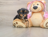 7 week old Yorkie Poo Puppy For Sale - Premier Pups
