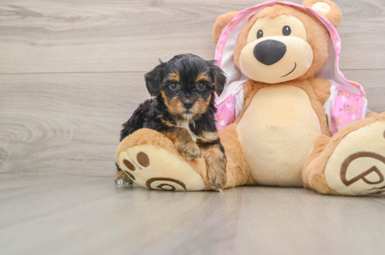 Yorkie Poo Pup Being Cute