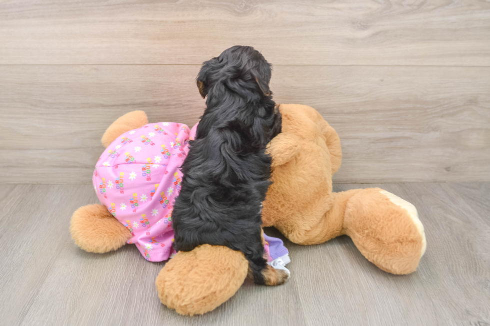 Funny Yorkie Poo Poodle Mix Pup