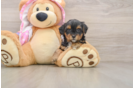Funny Yorkie Poo Poodle Mix Pup