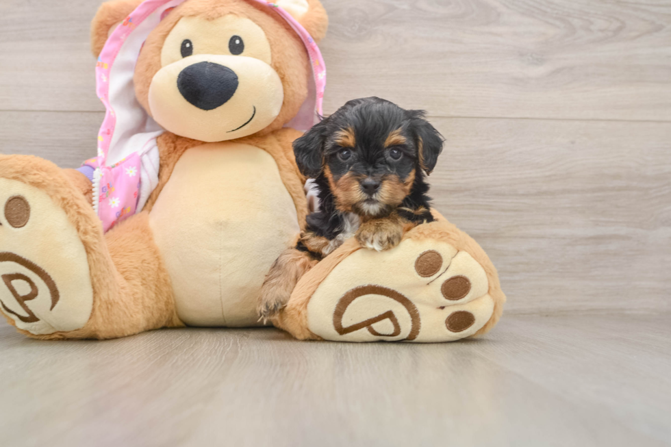 Funny Yorkie Poo Poodle Mix Pup