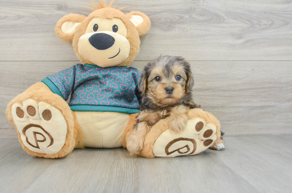 5 week old Yorkie Poo Puppy For Sale - Premier Pups