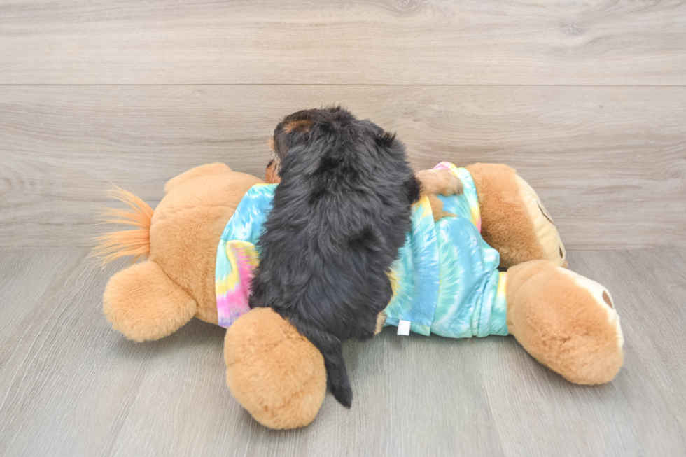 Yorkie Poo Puppy for Adoption