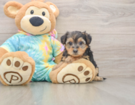 8 week old Yorkie Poo Puppy For Sale - Premier Pups