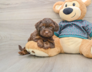 7 week old Yorkie Poo Puppy For Sale - Premier Pups