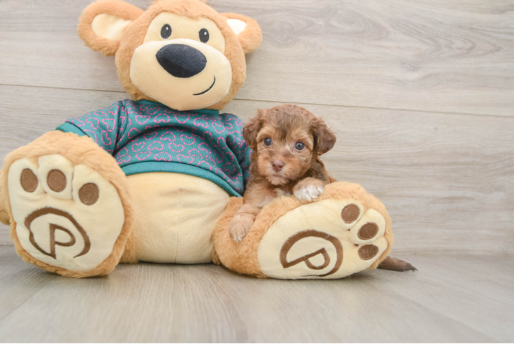 Funny Yorkie Poo Poodle Mix Pup