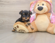 8 week old Yorkie Poo Puppy For Sale - Premier Pups