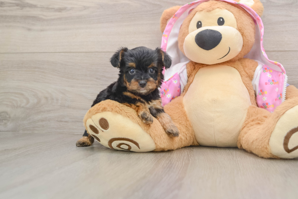 Playful Yo Yo Poo Poodle Mix Puppy