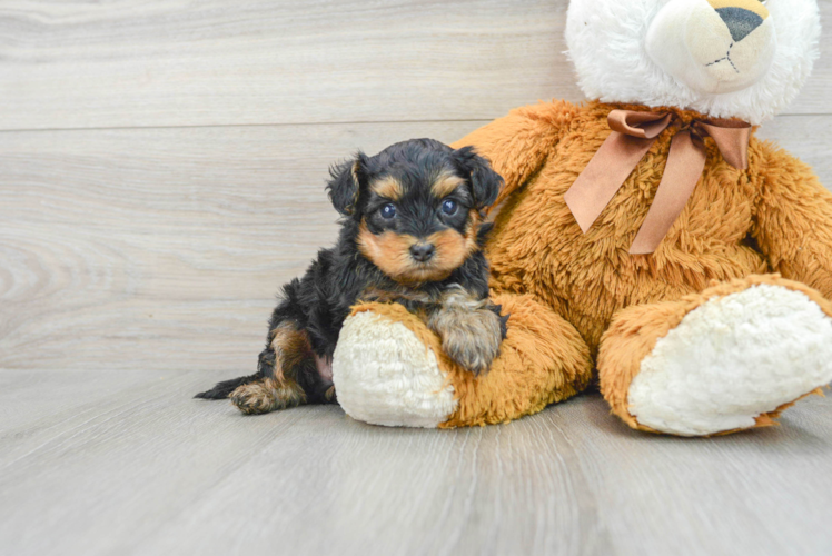 Yorkie Poo Pup Being Cute