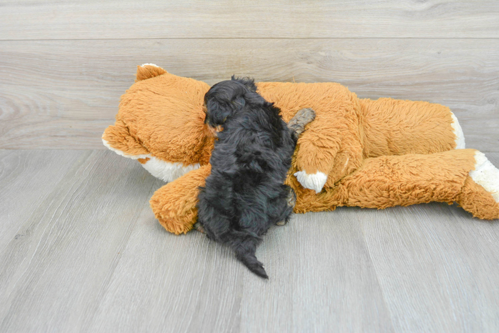 Smart Yorkie Poo Poodle Mix Pup