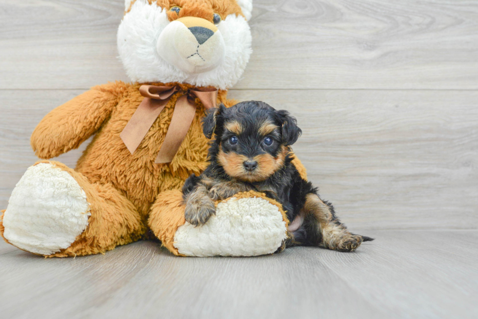 Yorkie Poo Pup Being Cute