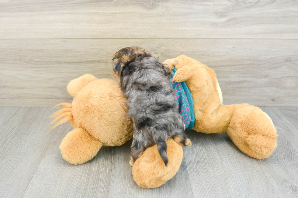 Funny Yorkie Poo Poodle Mix Pup