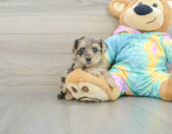 8 week old Yorkie Poo Puppy For Sale - Premier Pups