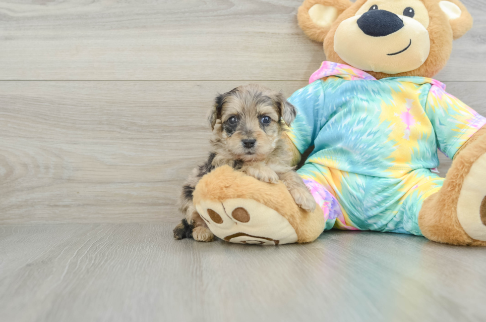 8 week old Yorkie Poo Puppy For Sale - Premier Pups