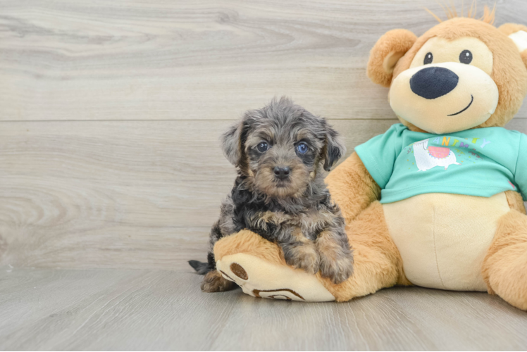 Yorkie Poo Puppy for Adoption