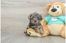 Yorkie Poo Puppy for Adoption