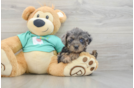 Yorkie Poo Pup Being Cute