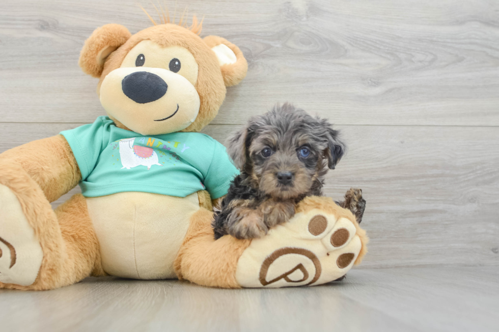 Yorkie Poo Pup Being Cute