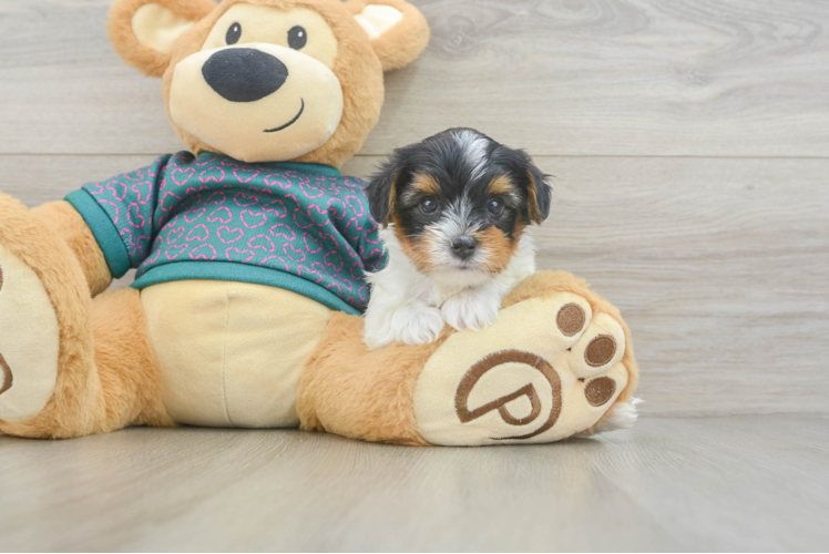 Smart Yorkie Poo Poodle Mix Pup