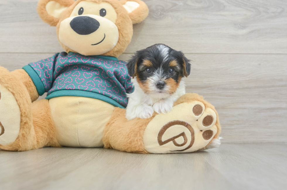 5 week old Yorkie Poo Puppy For Sale - Premier Pups