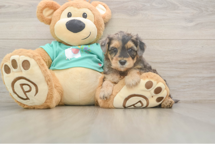 Playful Yo Yo Poo Poodle Mix Puppy