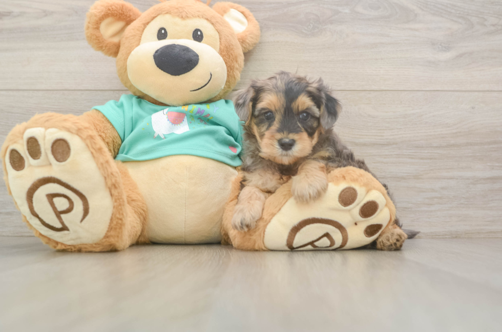 5 week old Yorkie Poo Puppy For Sale - Premier Pups